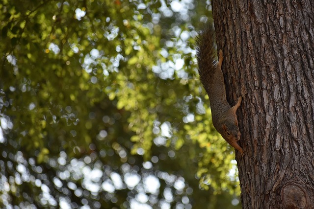 解释决策过 解释决策过